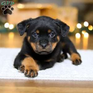 Roxie, Rottweiler Puppy